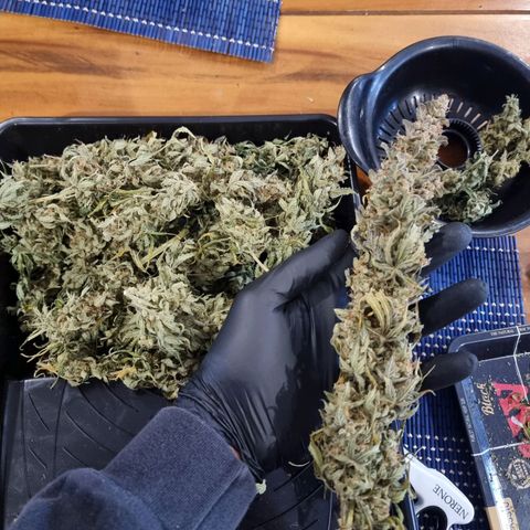 Double Cookies 1 growlog timeline photo