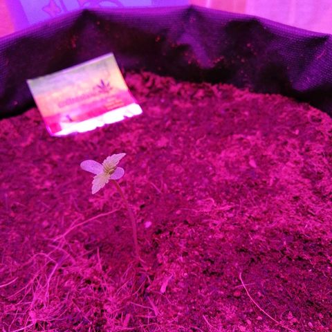 Auto Owen Key growlog timeline photo