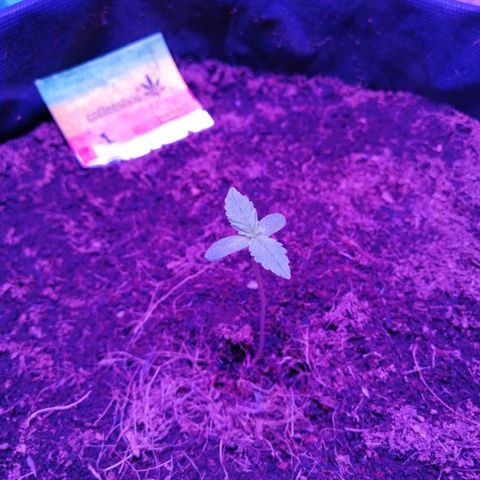 Auto Owen Key growlog timeline photo
