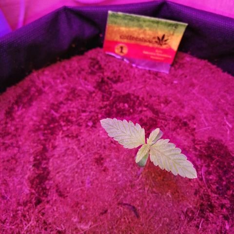 Auto Valentina Tereshkova growlog timeline photo