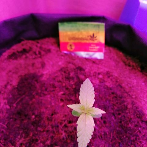 Auto Owen Key growlog timeline photo