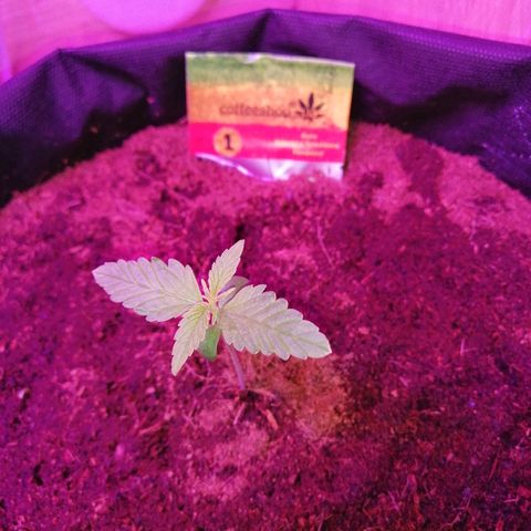 Auto Valentina Tereshkova growlog timeline photo