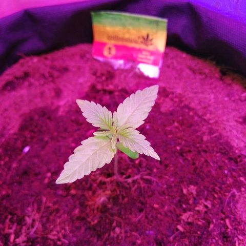 Auto Owen Key growlog timeline photo