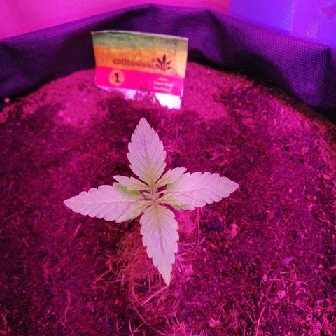 Auto Owen Key growlog timeline photo