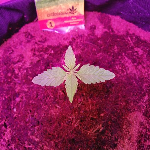 Auto Valentina Tereshkova growlog timeline photo