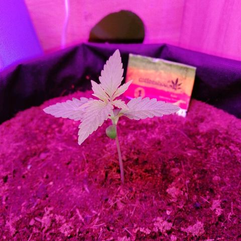 Auto Valentina Tereshkova growlog timeline photo