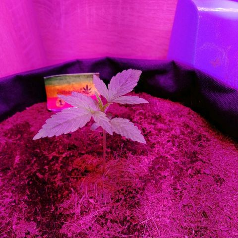 Auto Owen Key growlog timeline photo