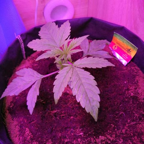 Auto Owen Key growlog timeline photo
