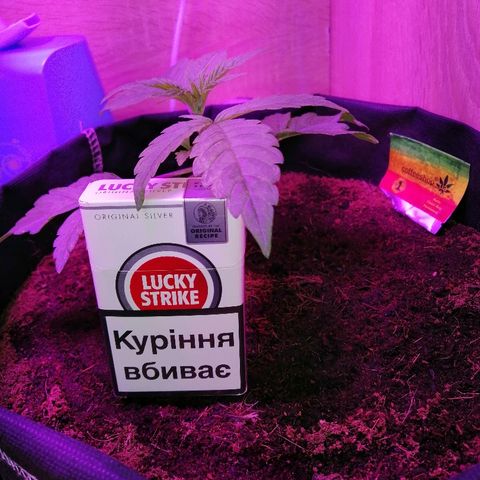 Auto Owen Key growlog timeline photo