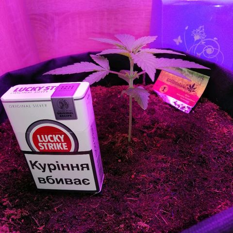 Auto Valentina Tereshkova growlog timeline photo