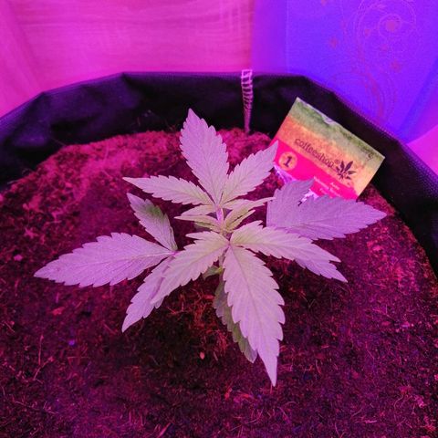 Auto Valentina Tereshkova growlog timeline photo