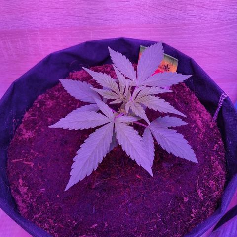 Auto Valentina Tereshkova growlog timeline photo