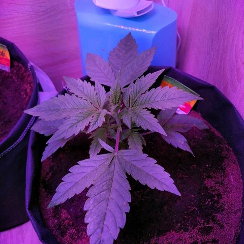 Auto Owen Key growlog timeline photo