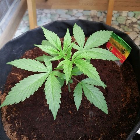 Auto Valentina Tereshkova growlog timeline photo