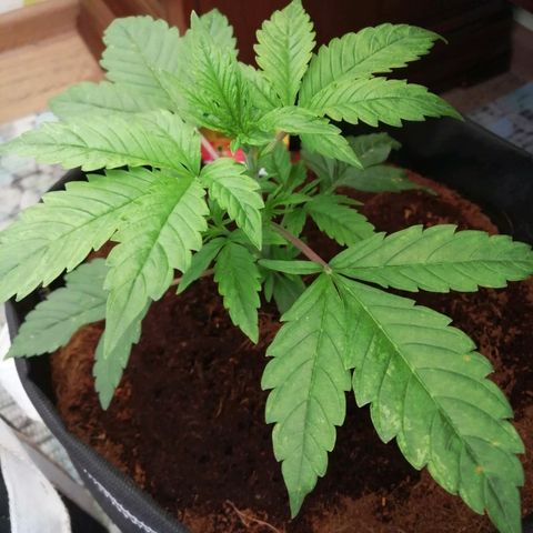Auto Owen Key growlog timeline photo