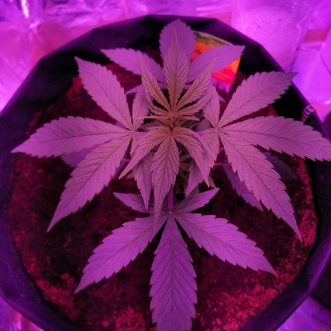 Auto Valentina Tereshkova growlog timeline photo