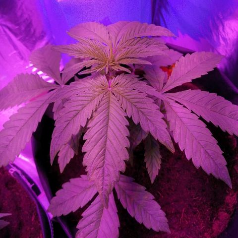 Auto Owen Key growlog timeline photo