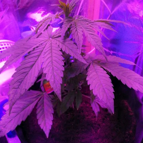 Auto Owen Key growlog timeline photo