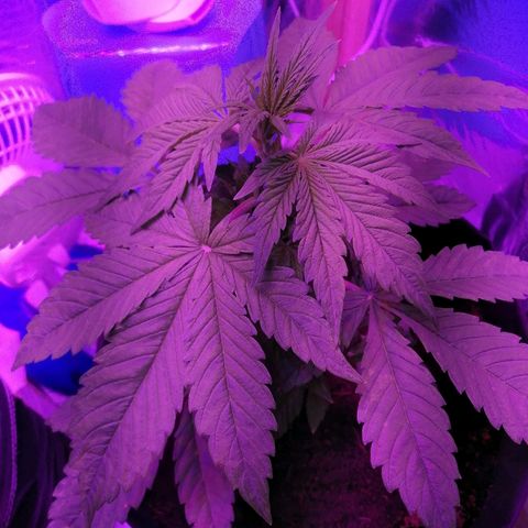 Auto Owen Key growlog timeline photo