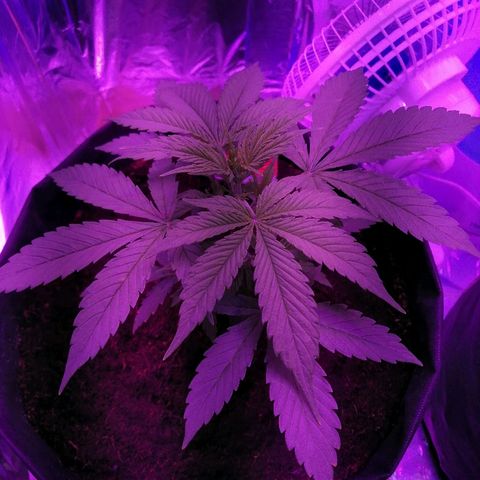 Auto Valentina Tereshkova growlog timeline photo