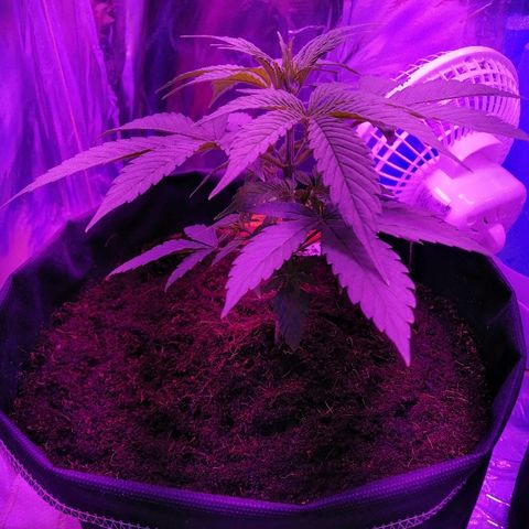 Auto Valentina Tereshkova growlog timeline photo