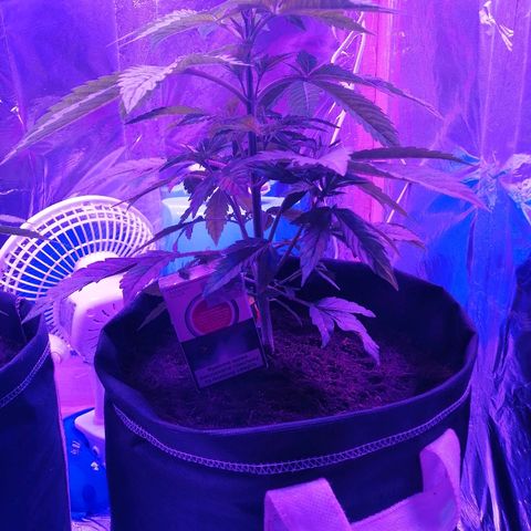 Auto Owen Key growlog timeline photo