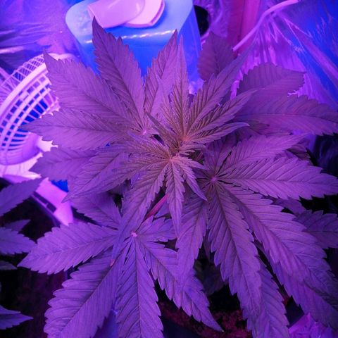 Auto Owen Key growlog timeline photo