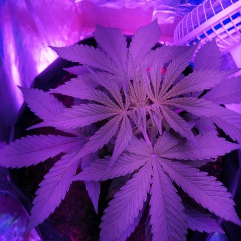 Auto Valentina Tereshkova growlog timeline photo