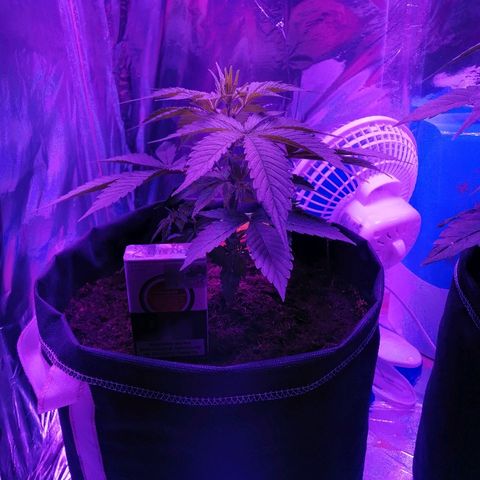 Auto Valentina Tereshkova growlog timeline photo