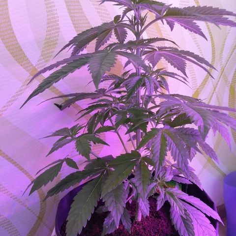 Auto Owen Key growlog timeline photo