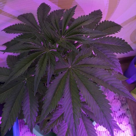 Auto Owen Key growlog timeline photo