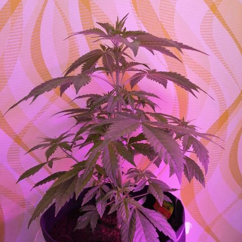 Auto Owen Key growlog timeline photo
