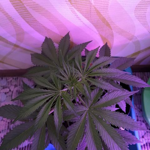 Auto Valentina Tereshkova growlog timeline photo