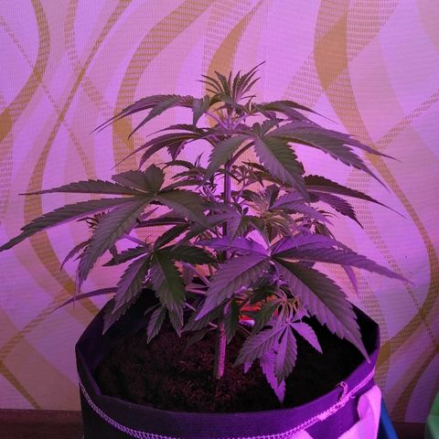 Auto Valentina Tereshkova growlog timeline photo