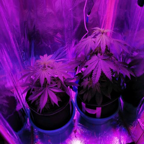 Auto Owen Key growlog photo: Перед сном