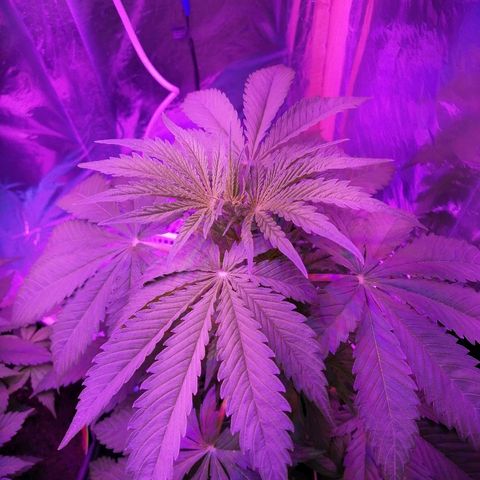 Auto Owen Key growlog timeline photo