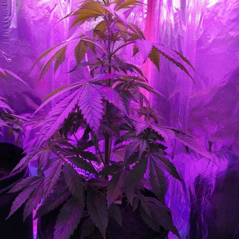 Auto Owen Key growlog timeline photo