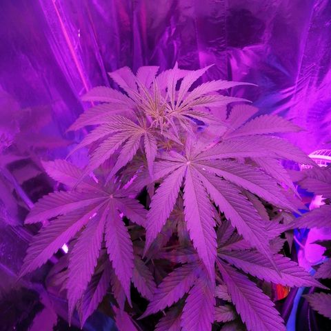 Auto Valentina Tereshkova growlog timeline photo