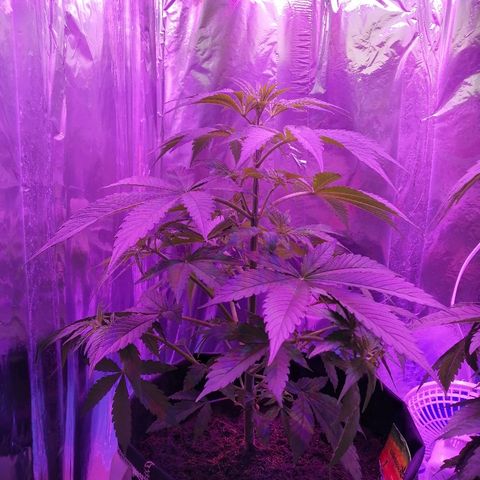 Auto Valentina Tereshkova growlog timeline photo