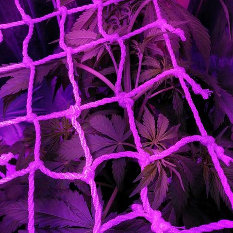Auto Owen Key growlog photo: Подогнул Owen Key под scrog