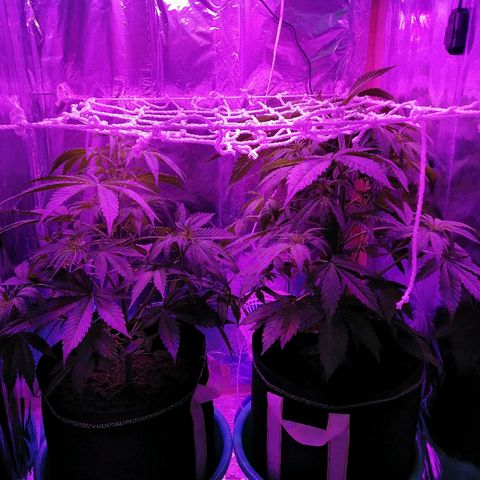 Auto Owen Key growlog photo: Подогнул Owen Key под scrog