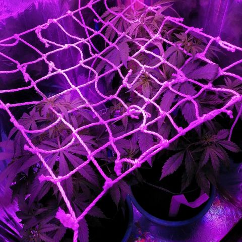 Auto Owen Key growlog timeline photo