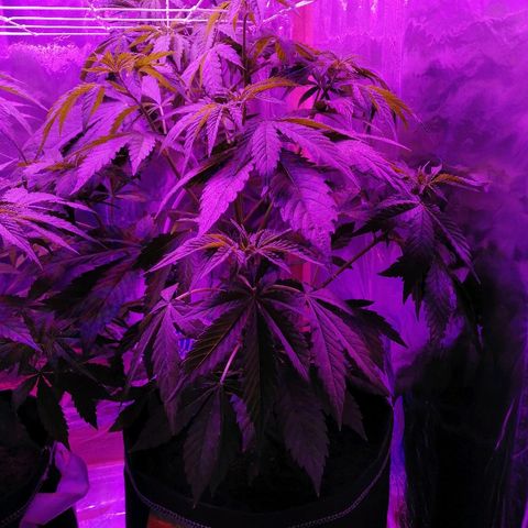 Auto Owen Key growlog timeline photo