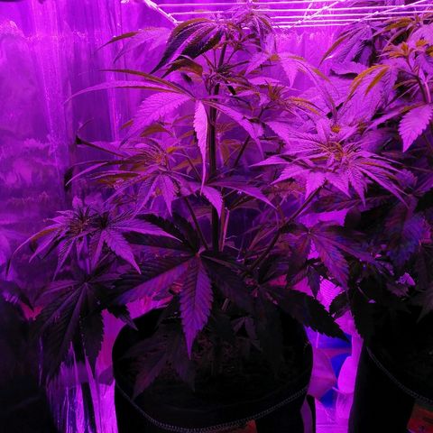 Auto Valentina Tereshkova growlog timeline photo