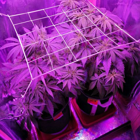 Auto Owen Key growlog timeline photo