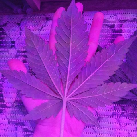 Auto Owen Key growlog timeline photo