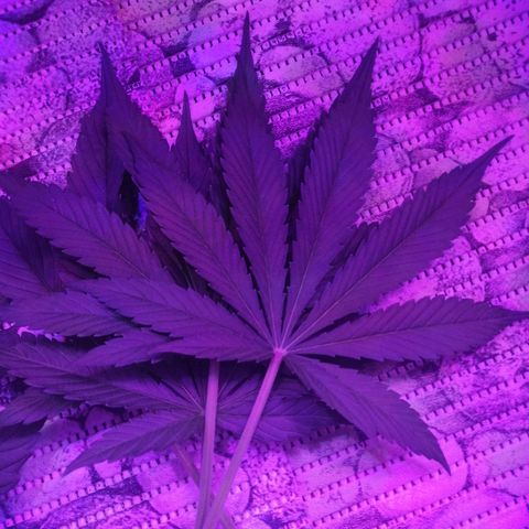 Auto Owen Key growlog timeline photo