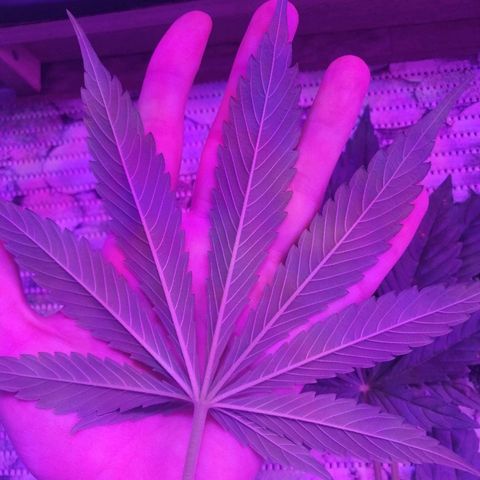 Auto Owen Key growlog timeline photo