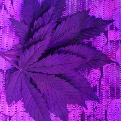 Auto Owen Key growlog timeline photo
