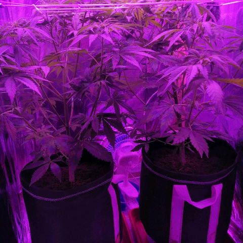 Auto Owen Key growlog timeline photo